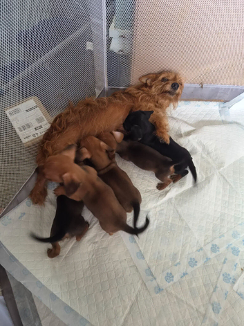 Dorkie puppies