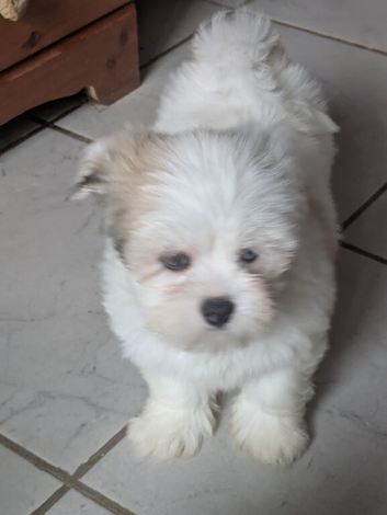 Lhasa apso puppies