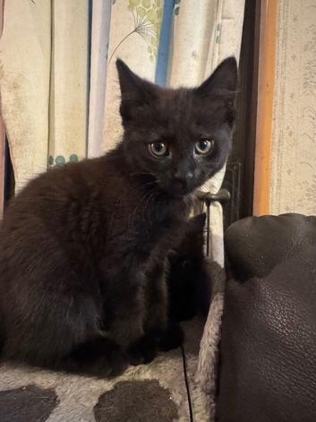 Male Bombay kitten