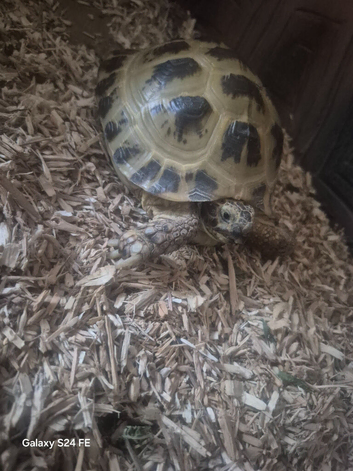 Horsefield tortsie