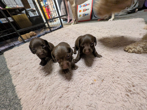 2 girls 1 boy miniature chocolate doxipoos
