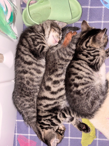 Fluffy Kittens for Sale &ndash; available NOW