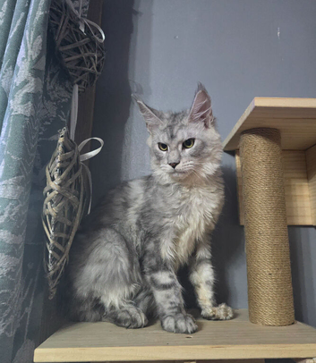 MaineCoon Boy