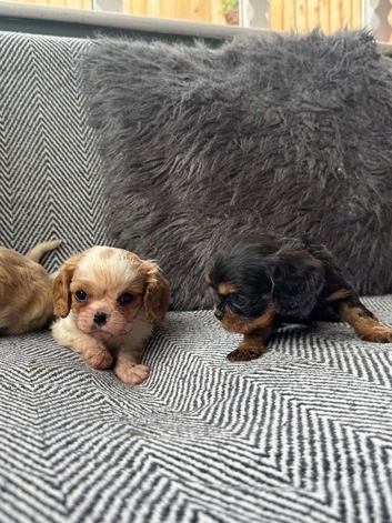 Blenheim Ruby and Black and Tans ready end Aug