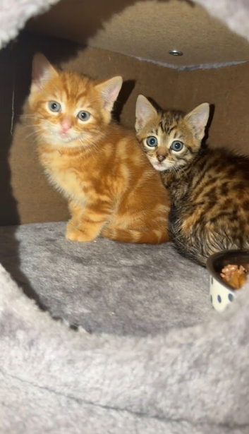 Kittens