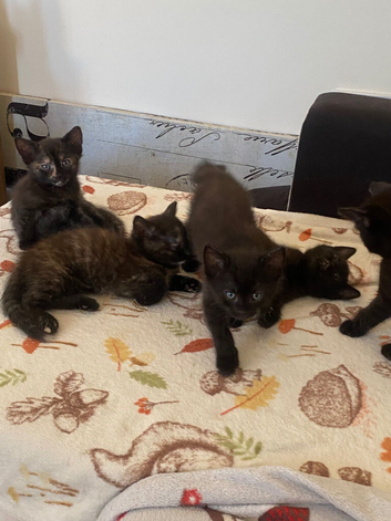 Looking forever home