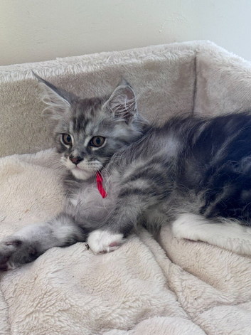 Gorgeous GCCF registered Shaded Line Maine Coon Kittens