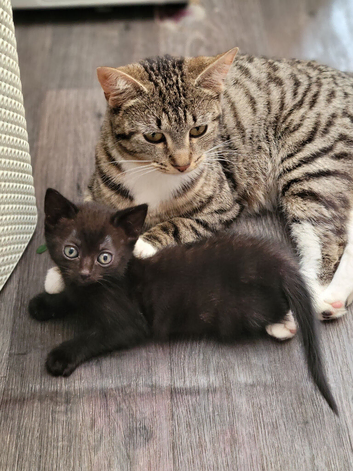 Lovely kitten's