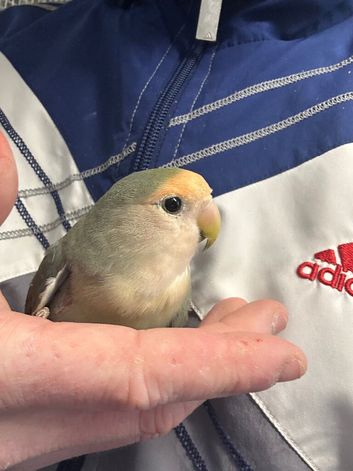 Hand reared baby lovebird