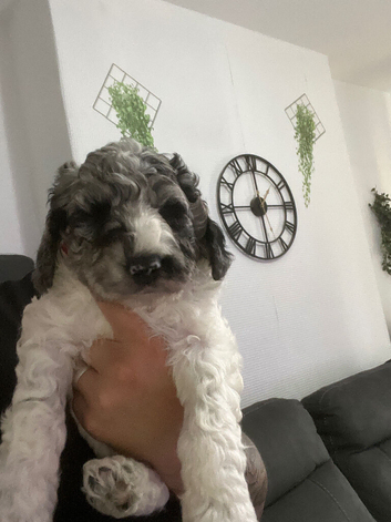 Beautiful Cockapoo Puppies