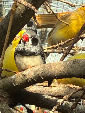 Stunning Zebra Finches