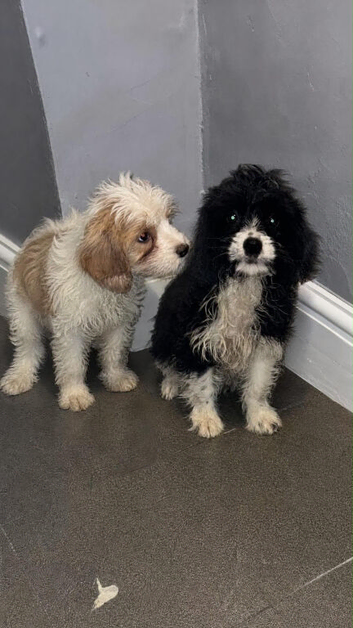 Cavapoo pupies