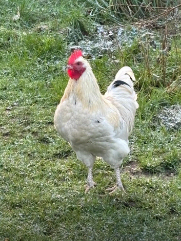 Bantam x bresse cockrel looking for a new home