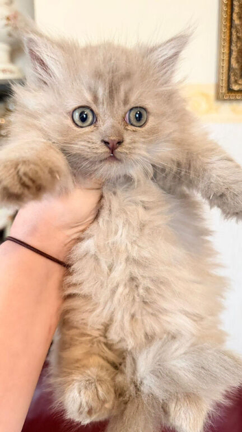 Ready to go beautiful Persian kittens