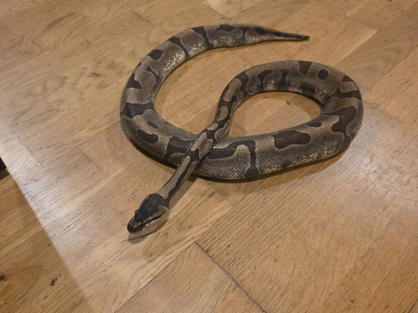 Female Enchi ball python Age: 4.5