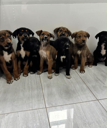 Stunning Rottweiler x Puppies