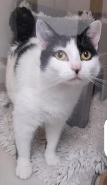 Dolly white and black female cat