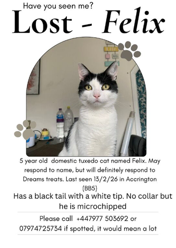 MIssing Cat - Felix