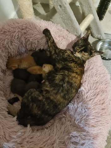 4 kittens looking for forever home