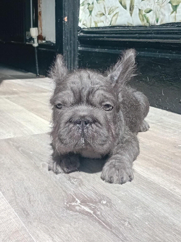 French bulldog pups 12 weeks old