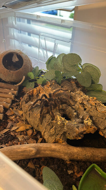 Juvenile Goliath Bird-Eating Tarantula & Full Setup