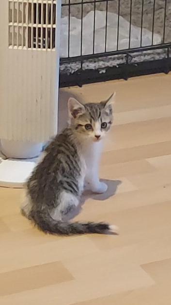 Kitten