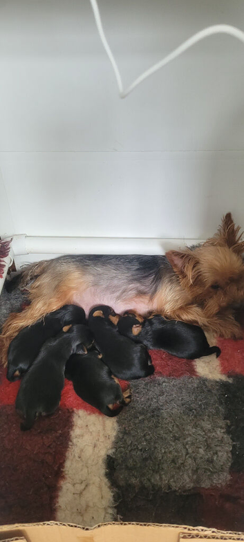 Stunning litter of Yorkshire Terriers.