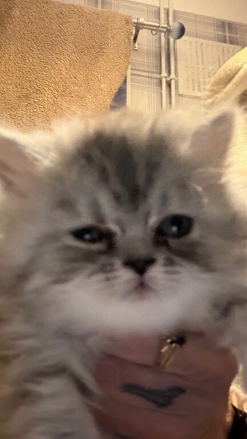 Chinchilla exotic kittens