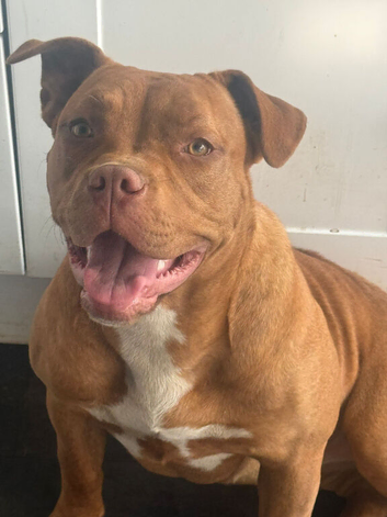 Bullmastiff cross (female)