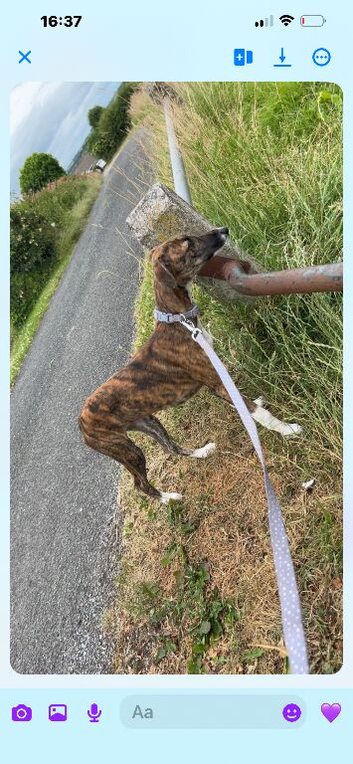 Lurcher puppy