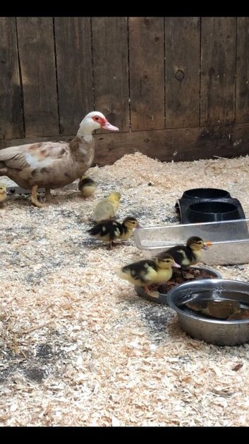 Female Muscovy and Ducklings