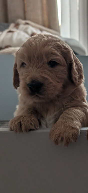Goldendoodles