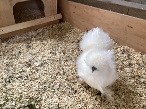 USA Silkie hatching eggs