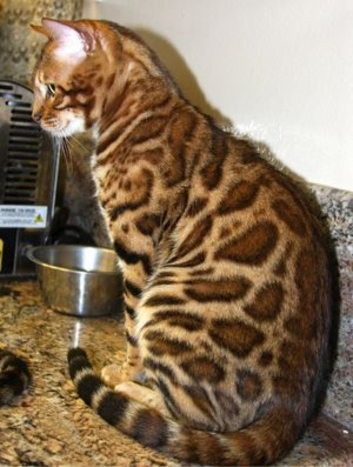 2 beautiful bengal kittens