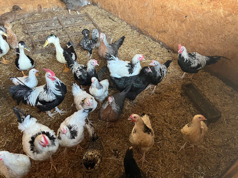 Bantams and large fowl