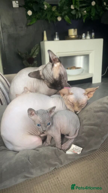 Stunning Rainbow Litter of Sphynx Kittens &ndash; Boys & Girls Available
