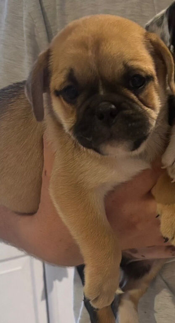 British Bulldog cross pug puppies ready now