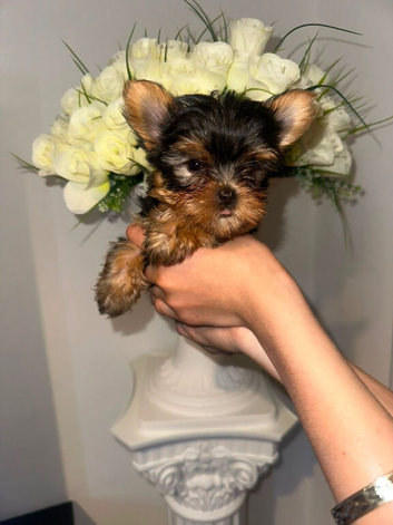 Ready to leave Yorkshire terrier boy