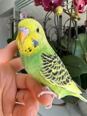 Hand tame female baby budgie