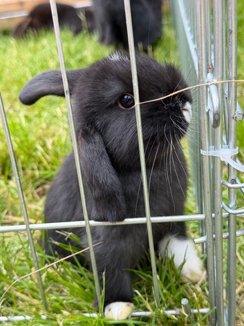 Beautiful bunnies
