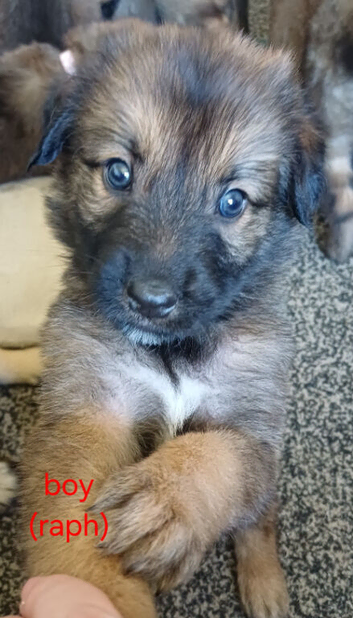 8 beautiful Belgian malinois x puppies