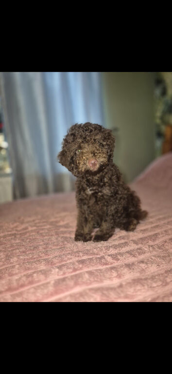 Maltipoo Maltese x toy poodle