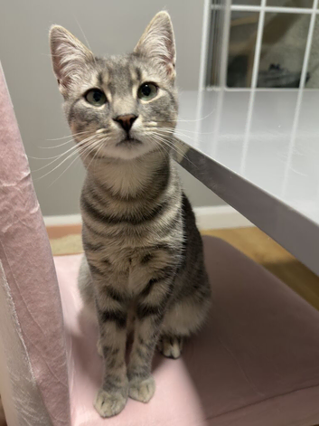 Female Kitten