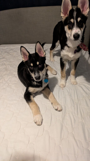 2x Shepsky