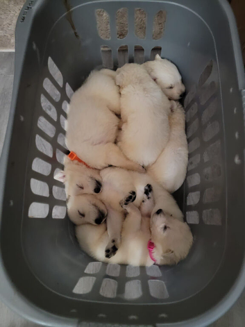Gorgeous white german shepherd pups