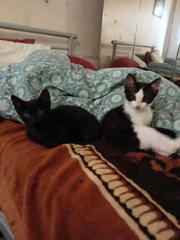 Kittens