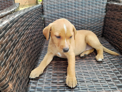 Fox red labradors