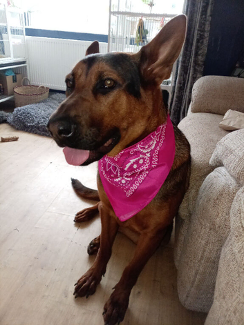 German Shepherd x Chinese red dog