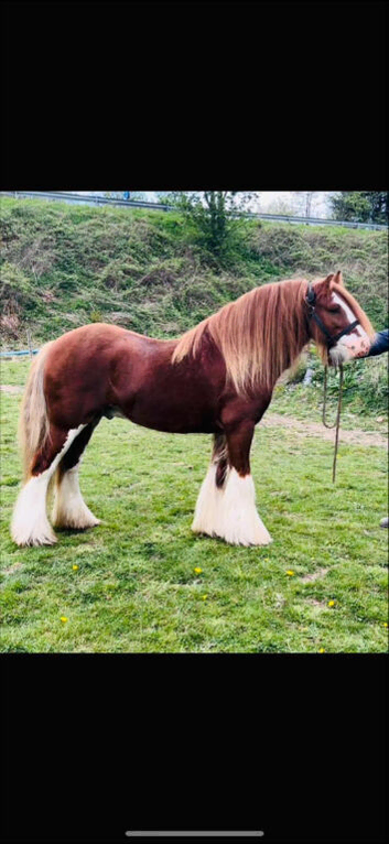 Amazing cob stallion