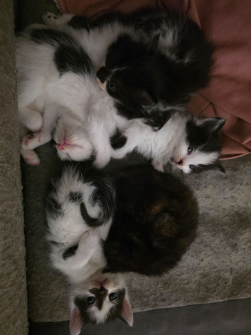 2 boys 1 girl ragdoll mixed